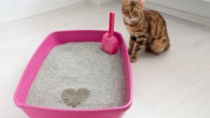 Arenero Baño Sanitario P/Gatos Mascota + Pala Recolectora 37cmx27cmx10cm - Mod.G70